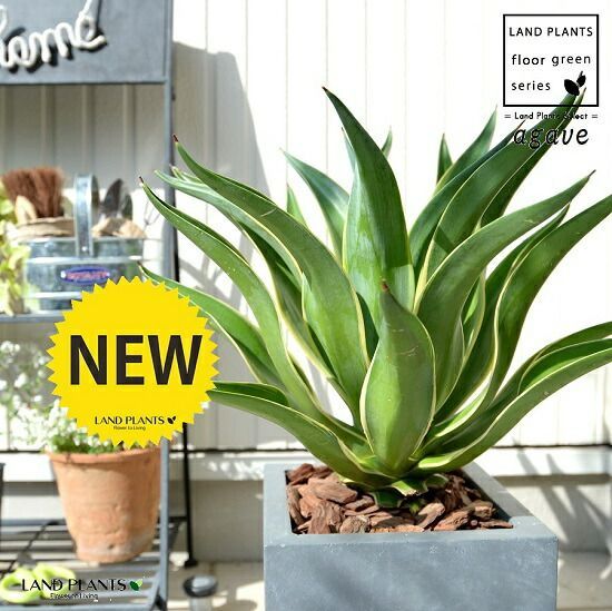 アガベ (ベネズエラ) グレー キューブ型 陶器鉢（バークチップ） 鉢植え 鉢 灰 灰色 角 四角 大型 観葉植物 送料無料 ア