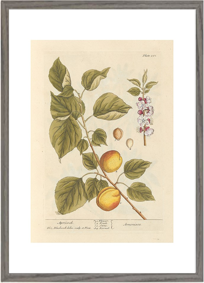 世界の名画 100年前 アートポスター ボタニカル 植物 果物 ハーブ ヴォイニッチ手稿 絵画 おしゃれ レトロ ポップ インテリア フレームなし （A3サイズ）（ポスターのみ）