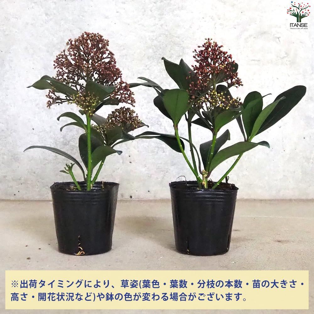 です