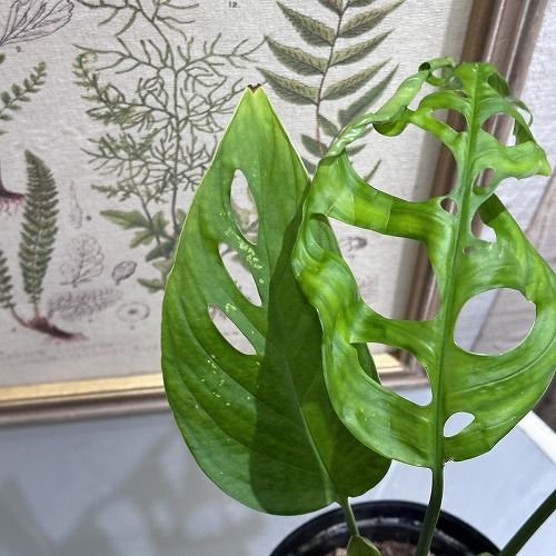 観葉植物 モンステラ エスケレート 5号(おまかせ1鉢) インテリア