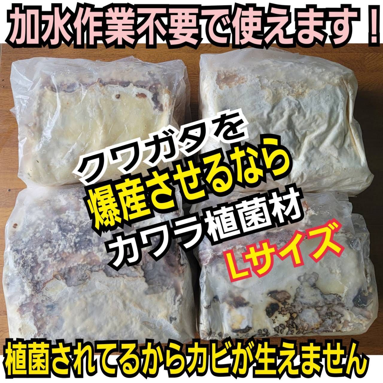 5本セット！クワガタの産卵木はコレが最強！　カワラ植菌材【特大Lサイズ】 クワガタの産卵木はコレが一番です！ カワラタケ植菌材【特大L