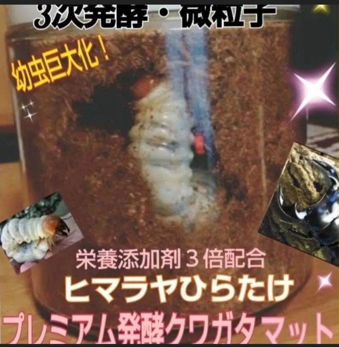 ヒラタにお薦め