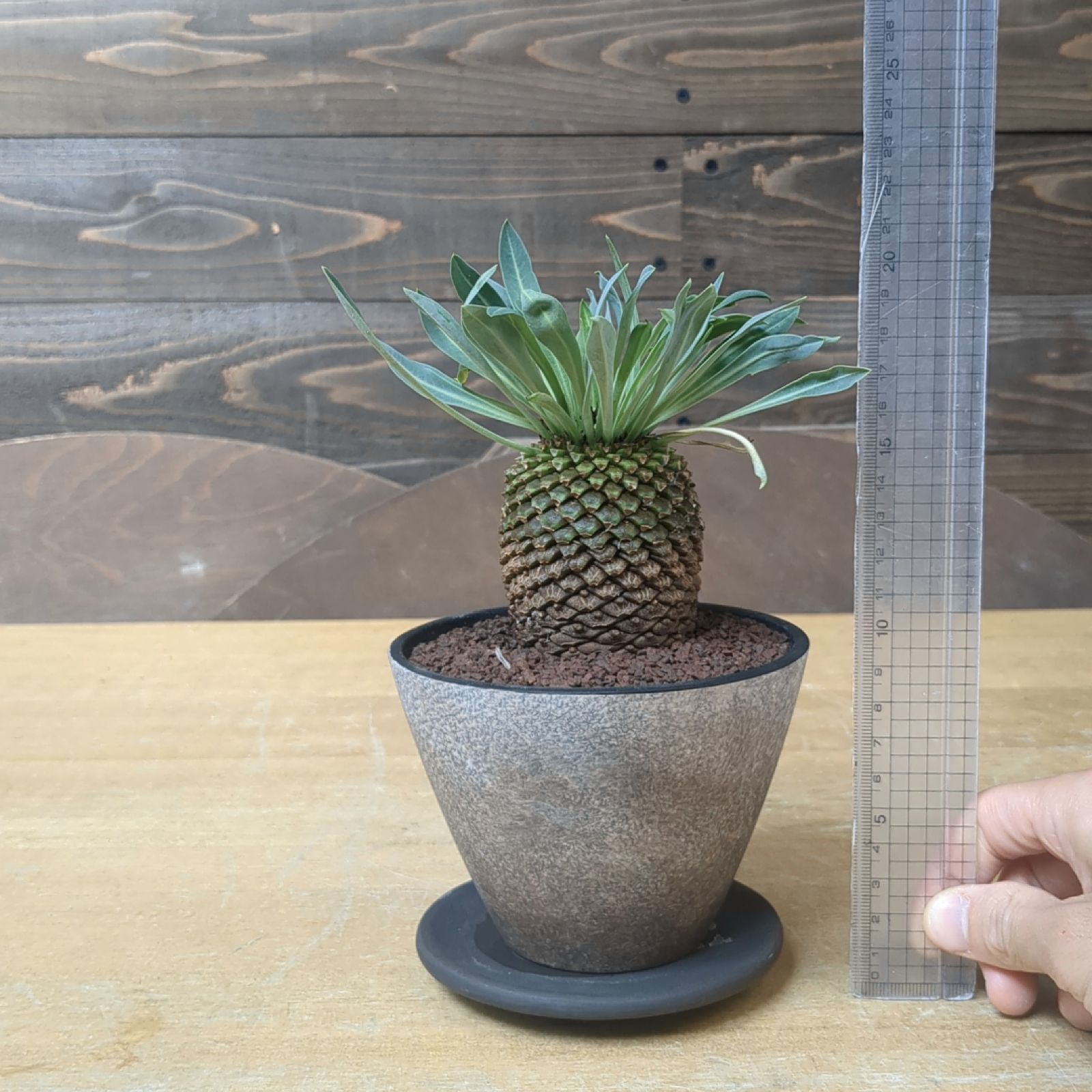 ユーフォルビア 鉄甲丸 【 現品 】大株 鉢のまま発送 - メルカリ