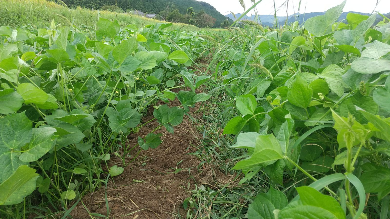 自然栽培　丹波大納言小豆（500ｇ）