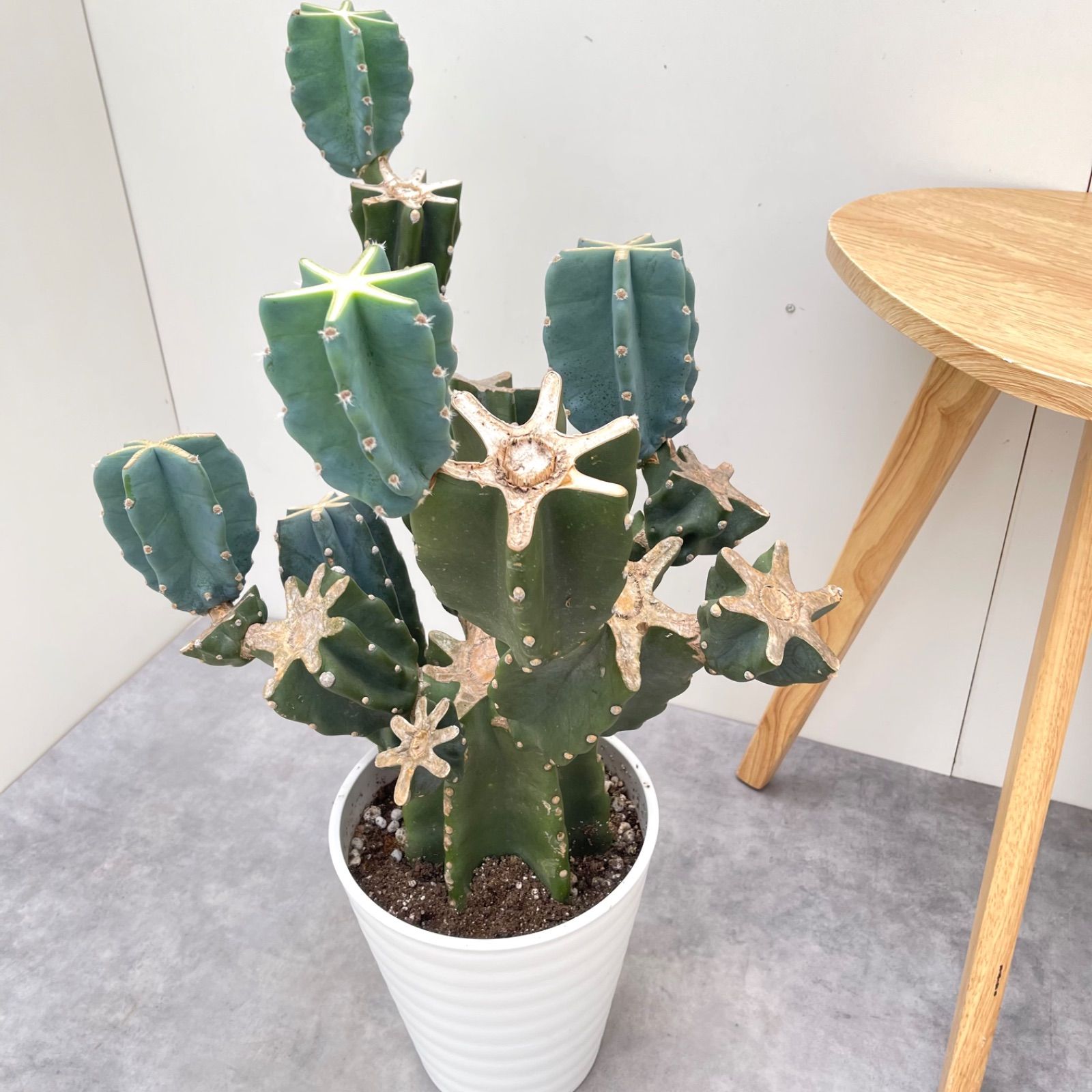 室内 ドライガーデン