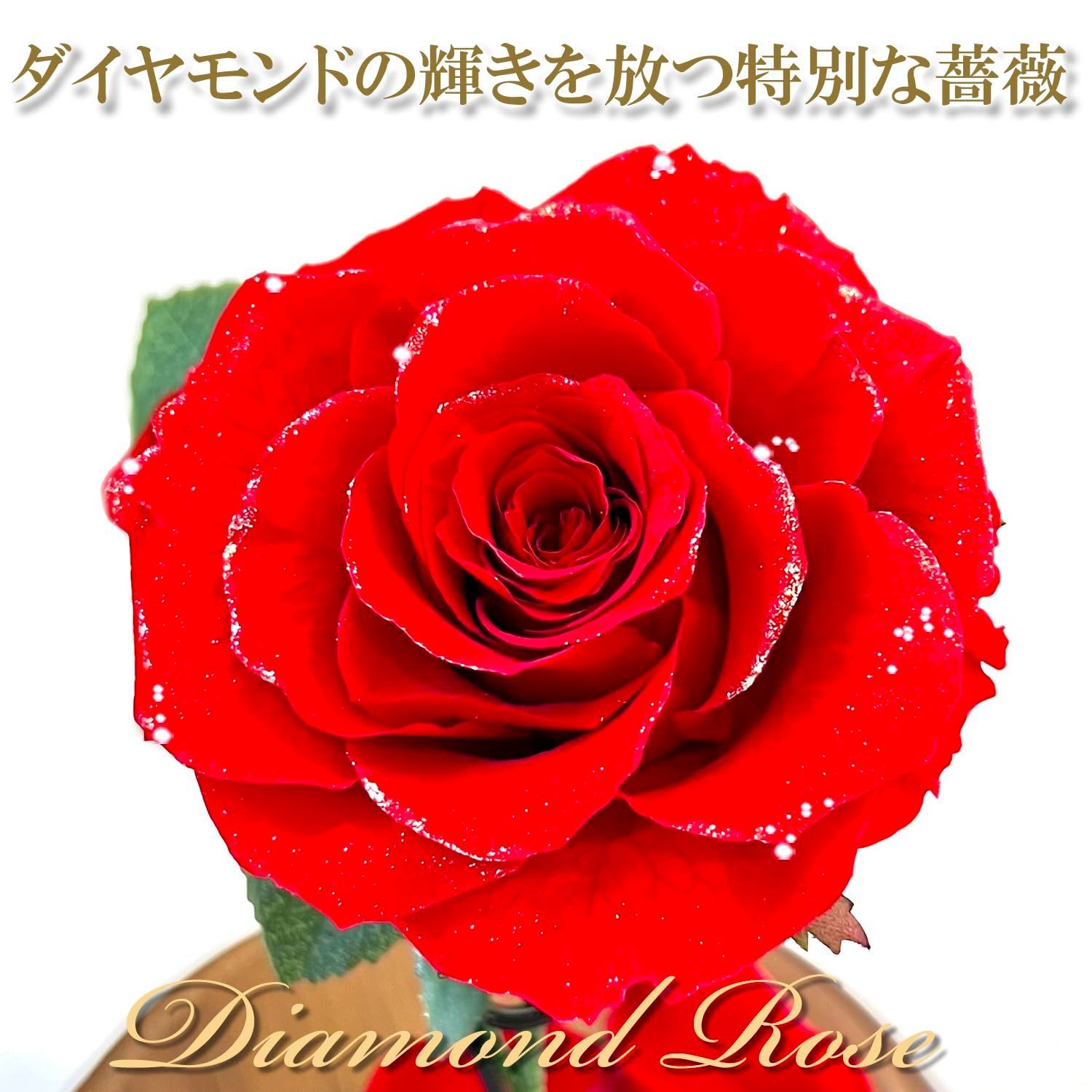 バラ 一輪のバラ