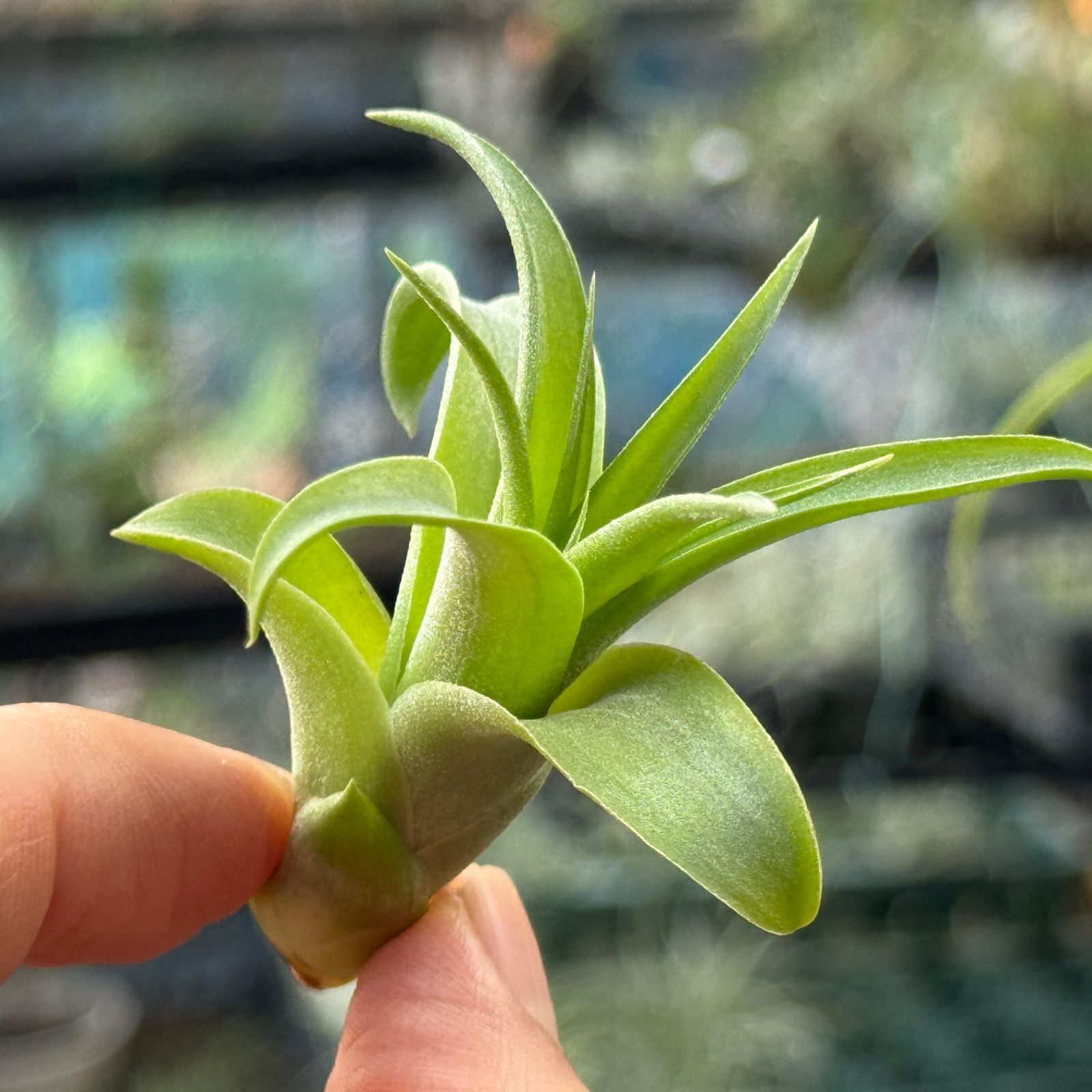 チランジア ストレプトフィラ×キセログラフィカ Tillandsia