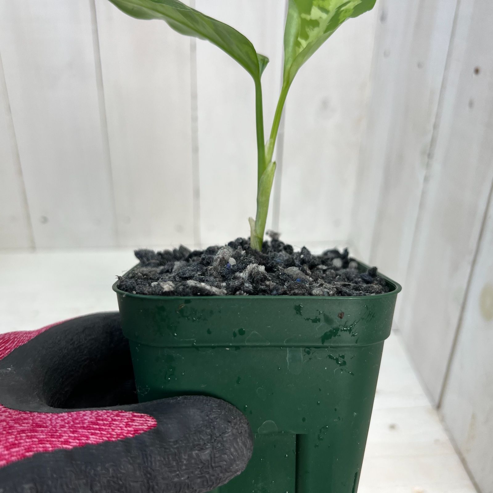 アグラオネマ ピクタム ホワイトブラン ANG - メルカリ