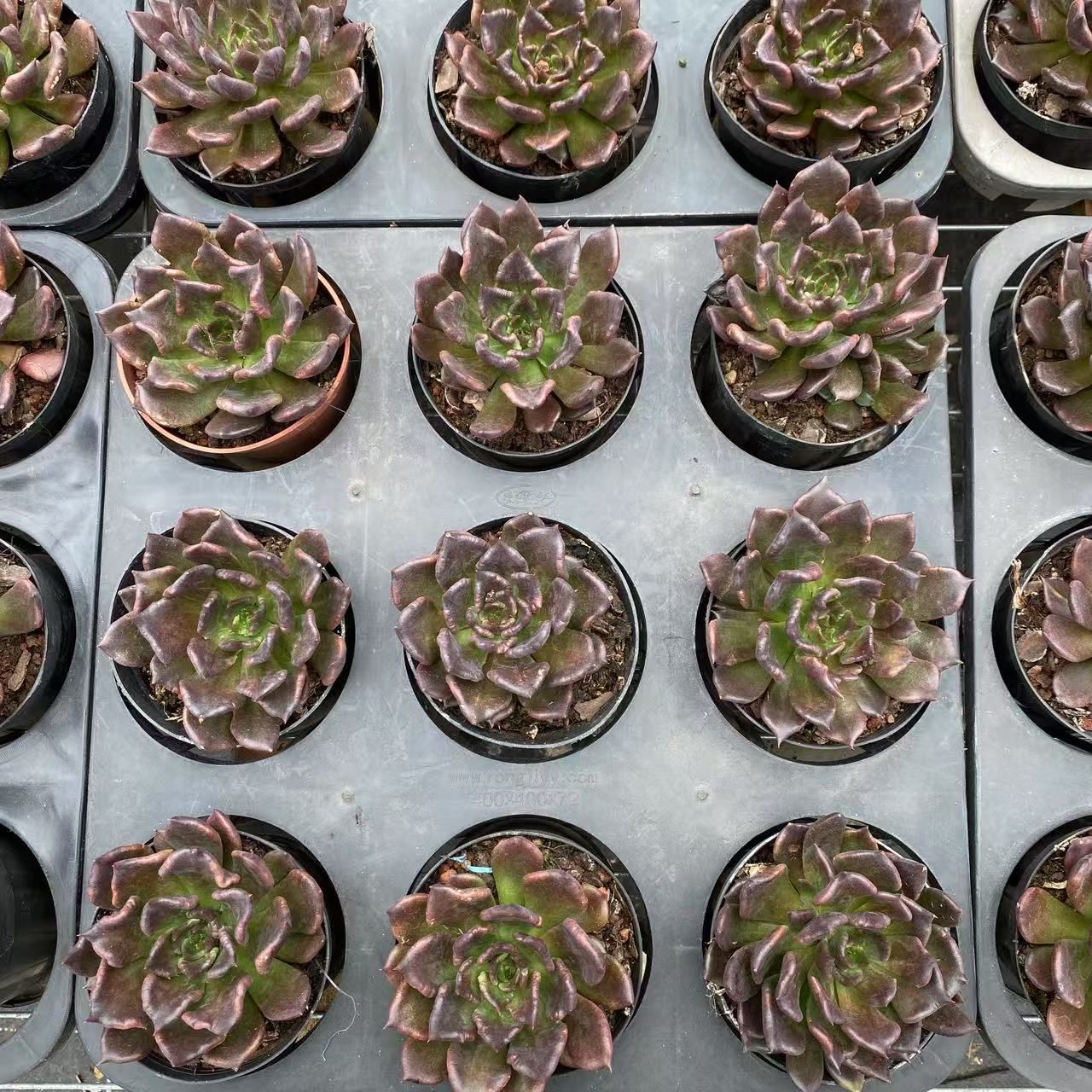 30株の抜き苗セット】ブラックマディバ 多肉植物 佐川急便発送