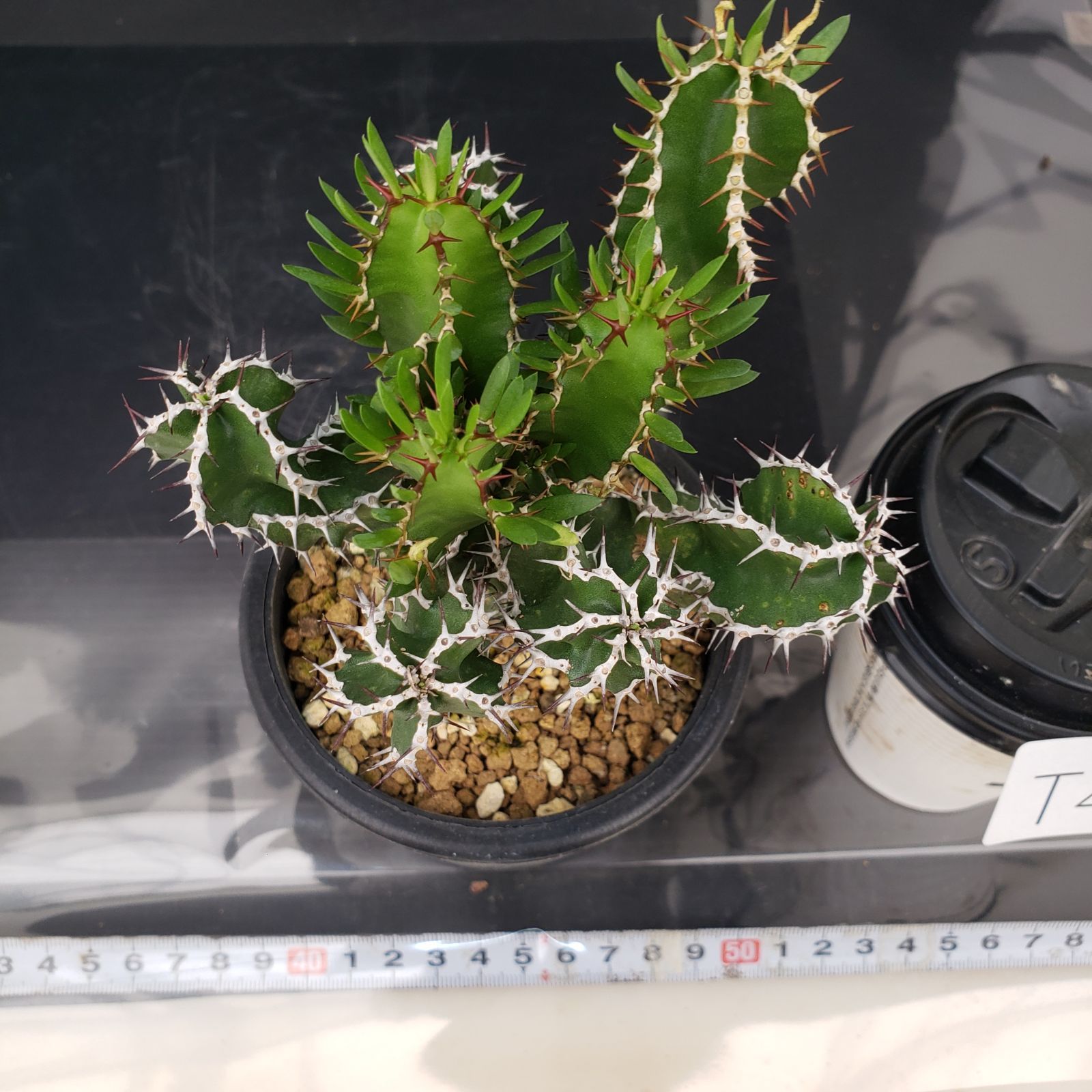 ユーフォルビア ムランジーナ em01 ［鉢ごとメルカリ便］ ユーフォルビア ムランジーナ em01 ［鉢ごとメルカリ便］ T434【自社