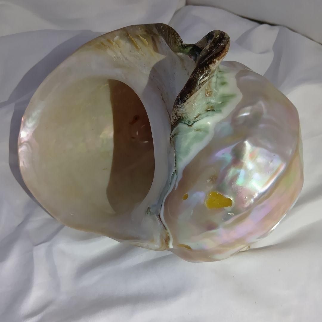 貝殻3セット アンティーク 置物 海 - メルカリ