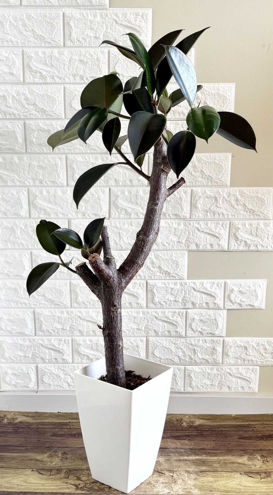 黒艶❗️フィカスバーガンディ⭐️朴タイプ⭐️3本立ち　観葉植物 黒艶❗️フィカスバーガンディ⭐️朴タイプ⭐️3本立ち 観葉植物 黒艶