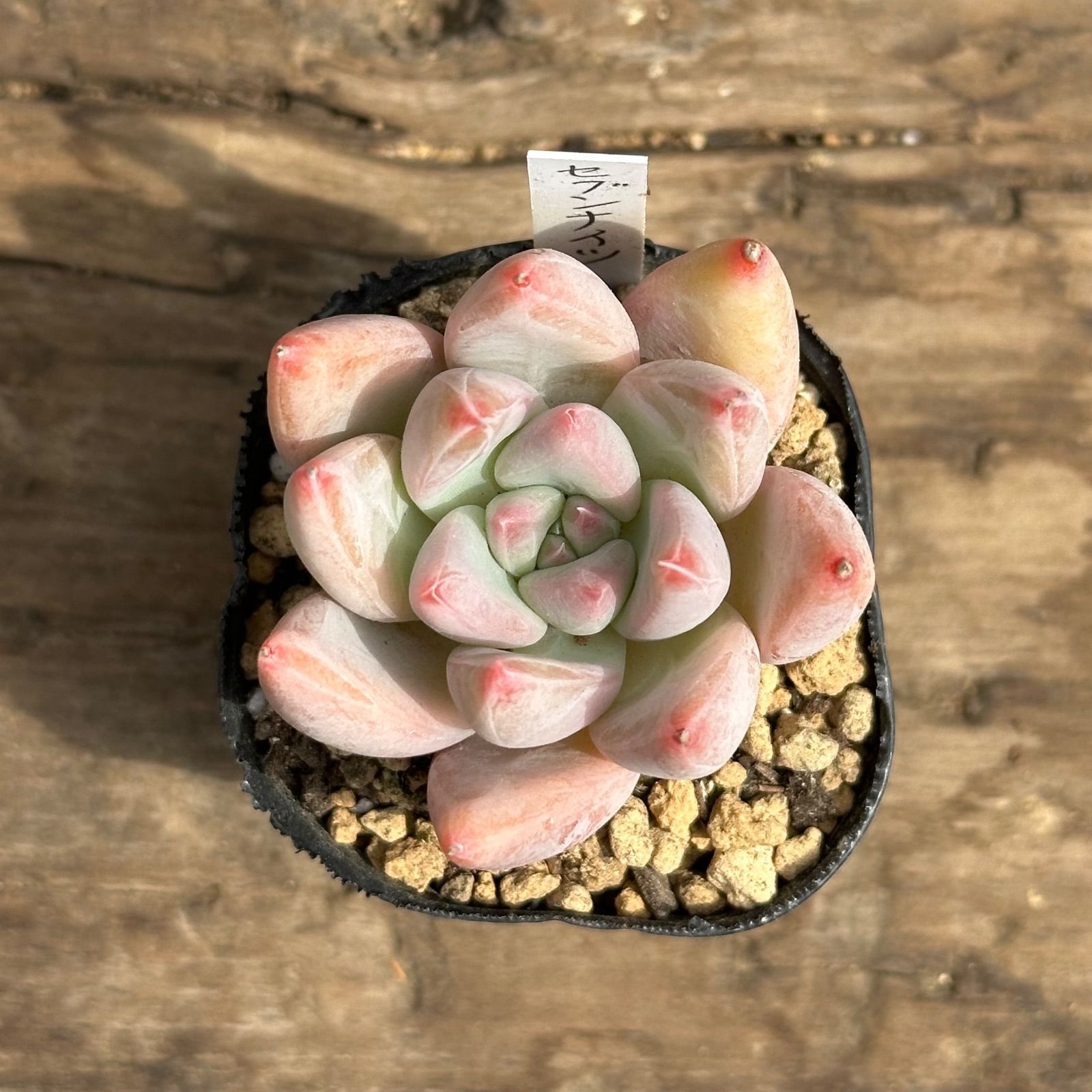 このか様♡専用ページ♡計4点♡多肉植物 6-6】多肉植物4点セット（現品限り） - メルカリ