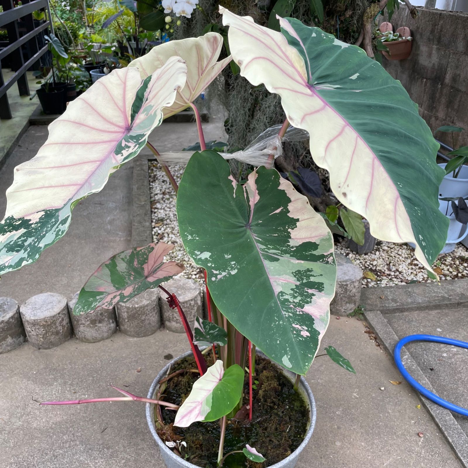 希少 美斑】 コロカシア ファーストピンク colocasia first pink
