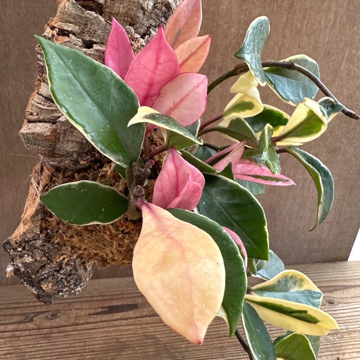 ホヤ カルノーサ リップカラー コルク付け 現品 サクララン 桜蘭 Hoya