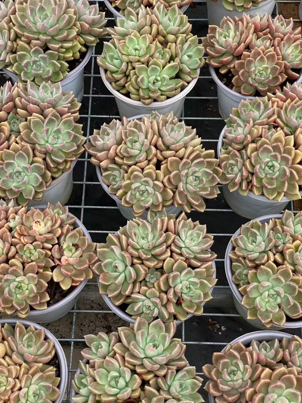 ゴールド美人 抜き苗