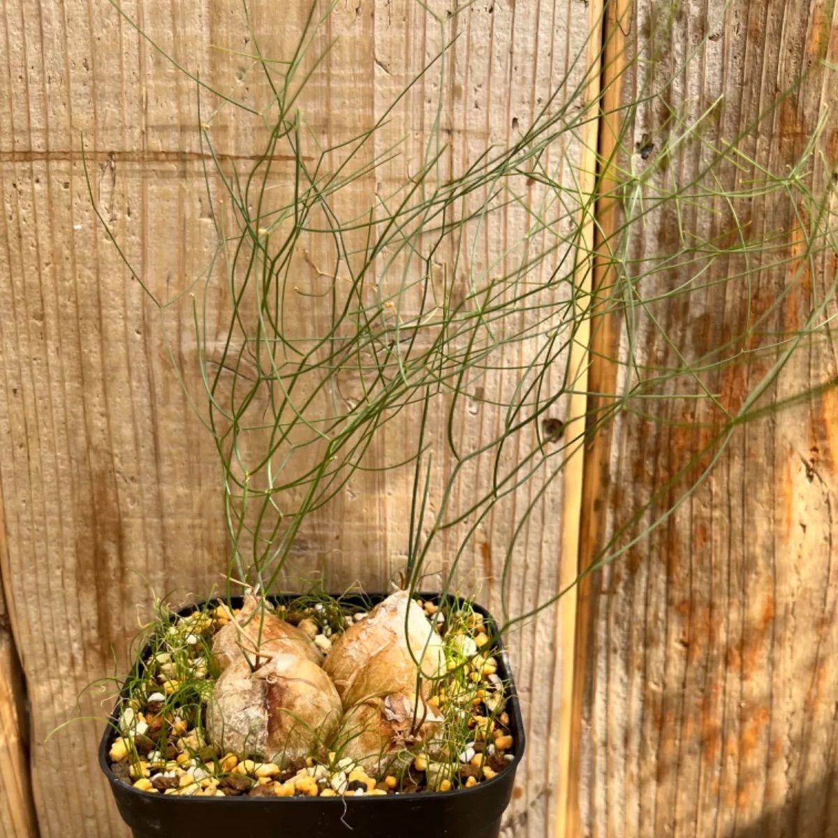 買いOK 柱サボテン 鬼面角 4頭発根 ココスヤシ ブラックボーイ アガベ