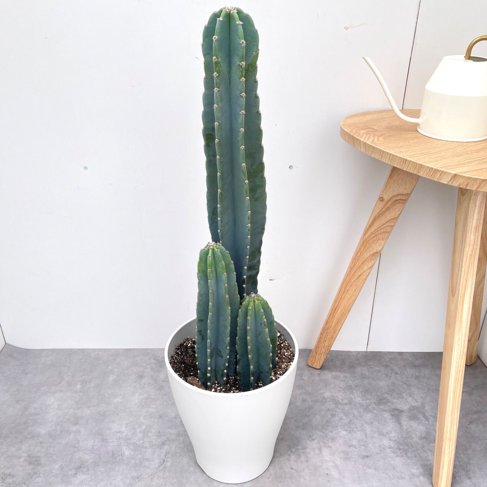 柱サボテン 3本立て 1 現品 観葉植物 ドライガーデン 大型