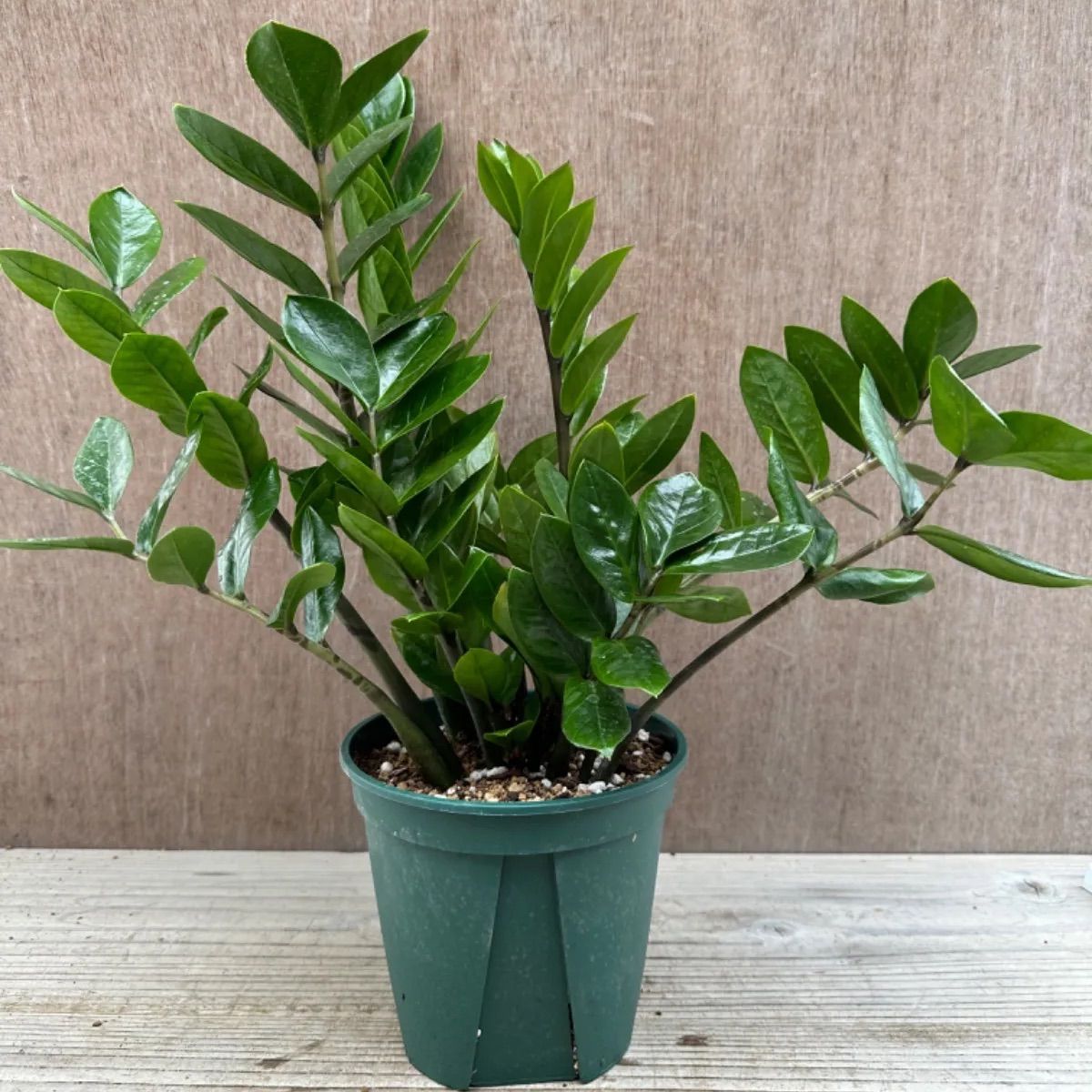 ザミオクルカス ザミフォーリア④ Zamioculcas zamiifolia 観葉植物 観葉 植物 珍奇植物 珍奇 珍しい 珍奇 レア 希少  インテリア プレゼント おしゃれ かわいい ミニ 小さい おうち時間 グリーン アートプランツ - メルカリ