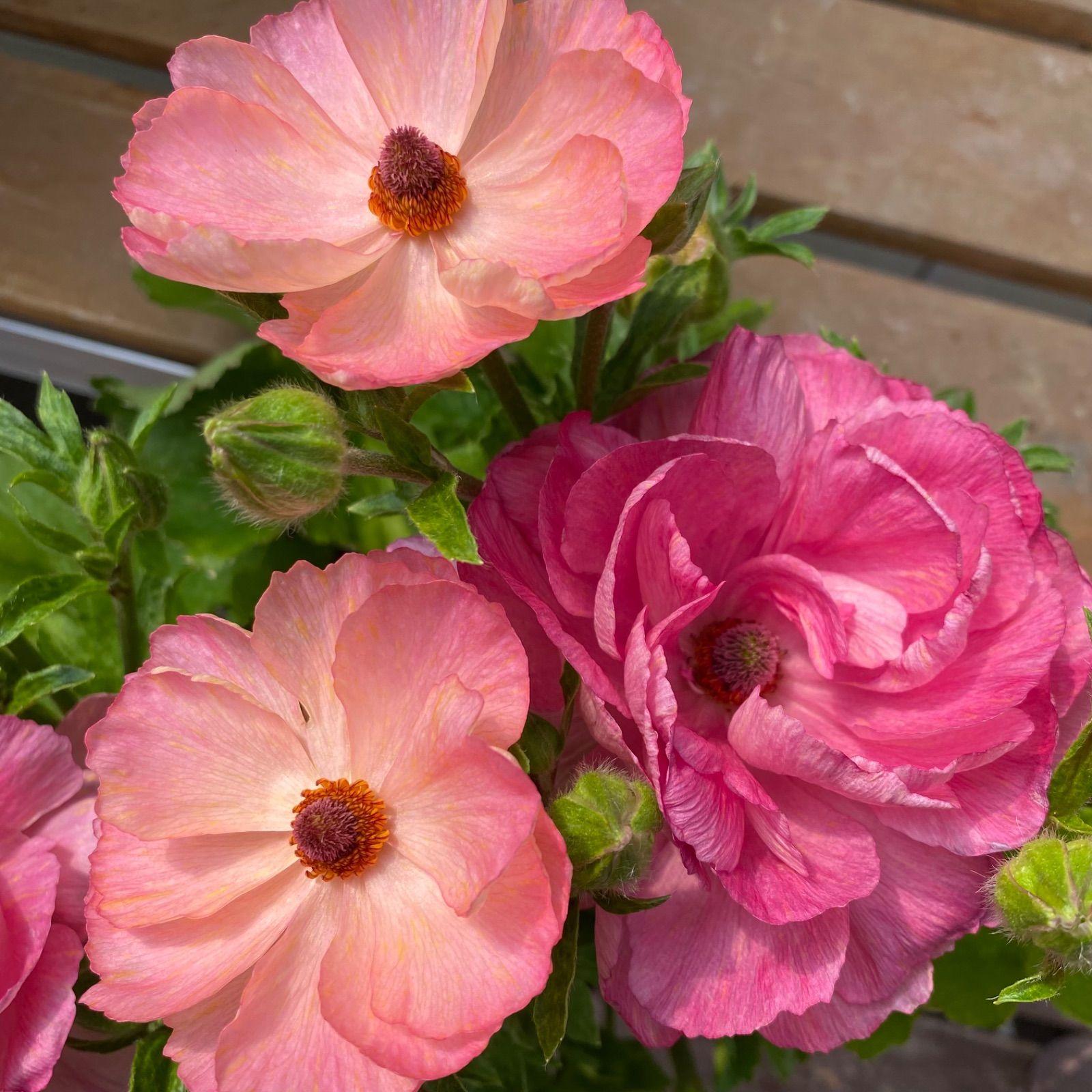 ラナンキュラスラックス セイレン - メルカリ