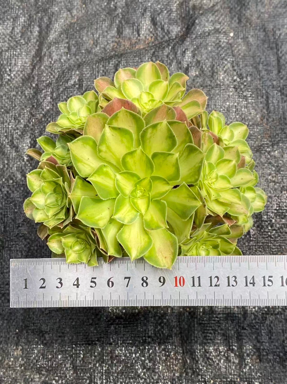 多肉植物❗️赤字覚悟　韓国苗　斑入り　錦8種セット❗️ 多肉植物❗️赤字覚悟 韓国苗 斑入り 錦8種セット❗️