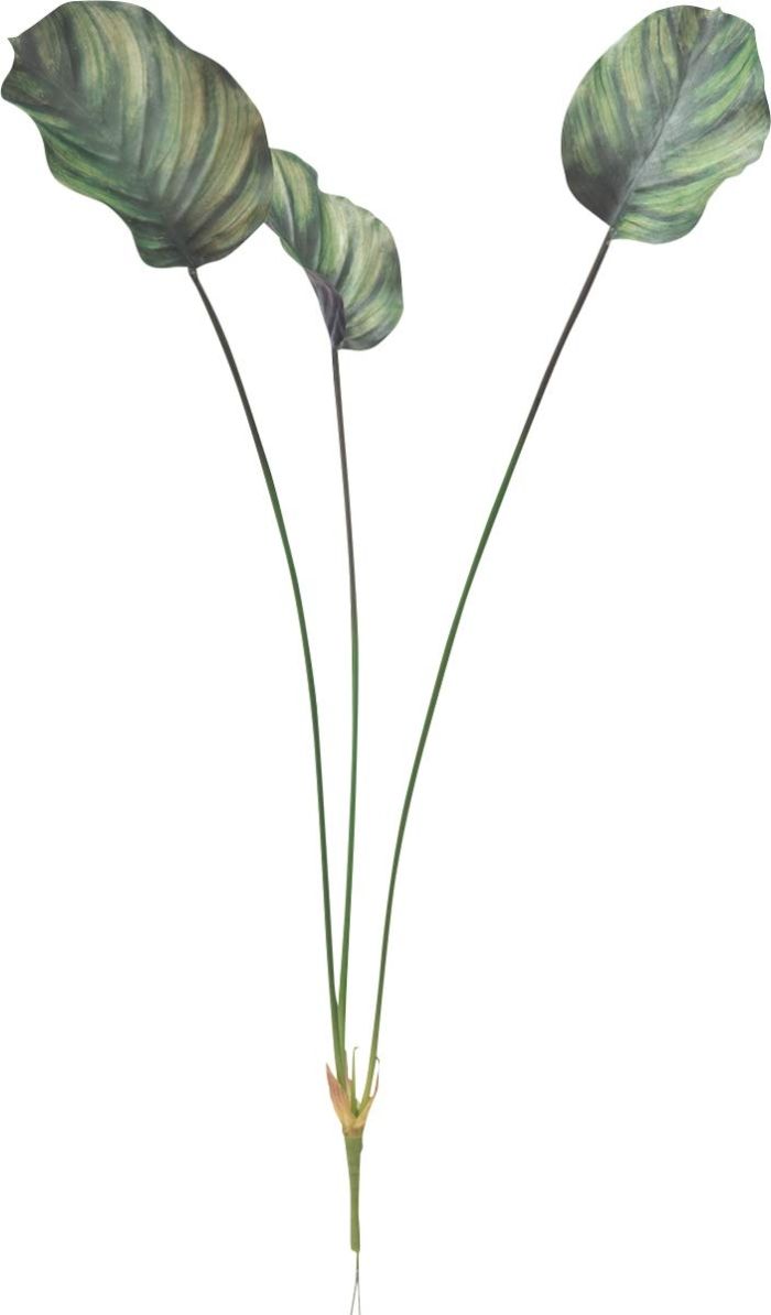 【35mm♂】スハンダエオウサマムカシタマムシCalodema suhandae 35mm♂】スハンダエオウサマムカシタマムシCalodema suhandae