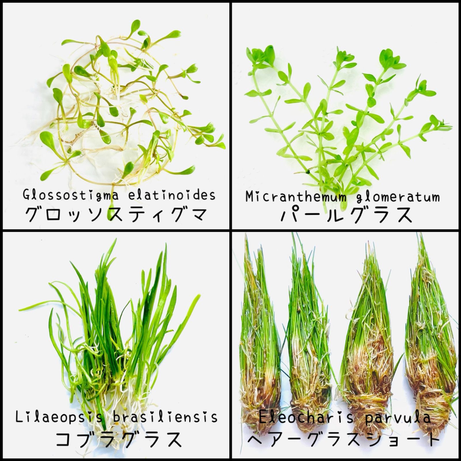 水草セット おまかせ6品種30本程度 前景草 中景草 後景草 浮草 アクアリウム ビオトープ ボトルアクア メダカにもオススメ - メルカリ