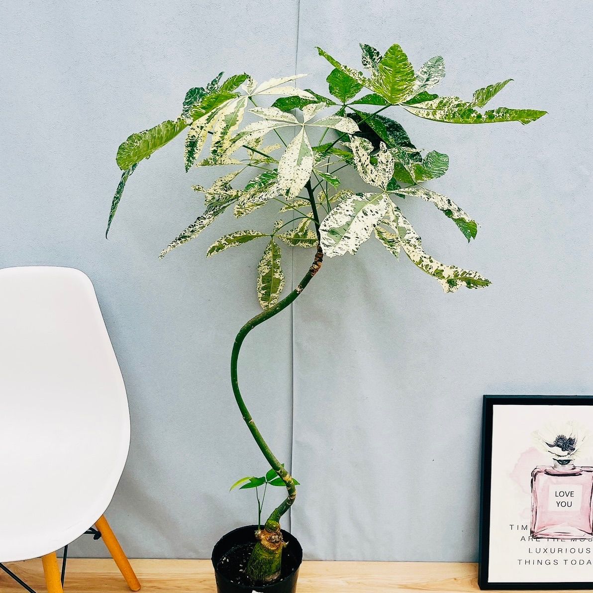 希少種【観葉植物】斑入りパキラ・ミルキーウェイ（8号鉢つき）