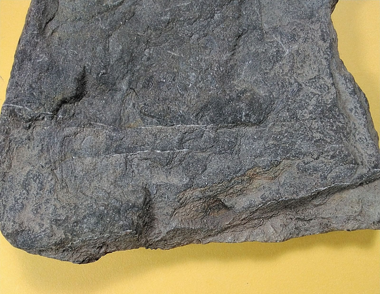 モロッコ産ウミユリ化石】 浮き付き！ウミユリ&三葉虫の化石