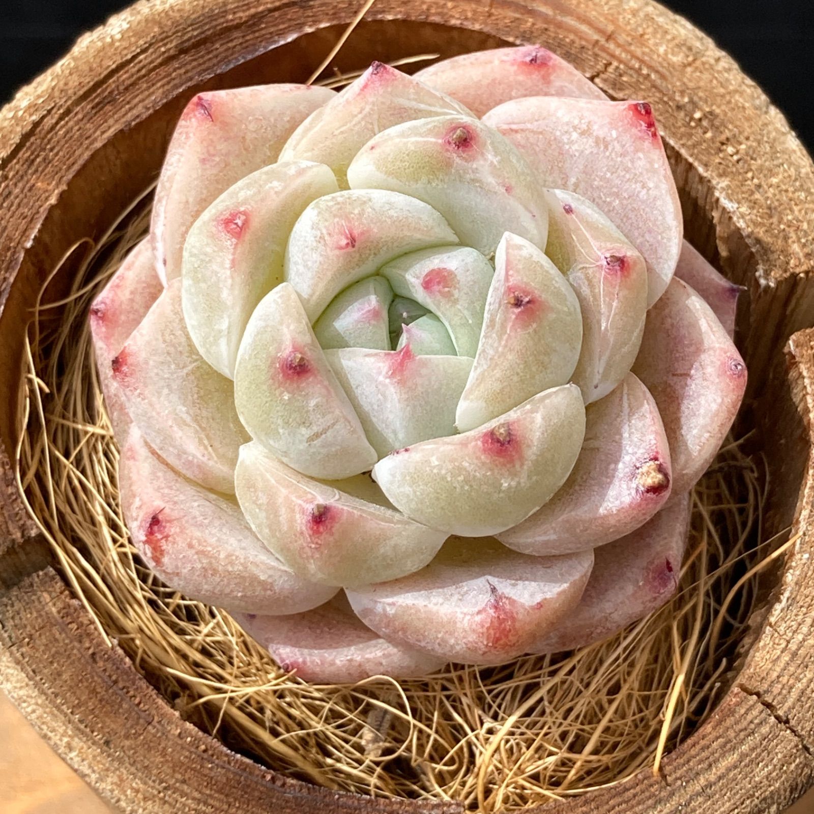 新入荷・送料込】エケベリア 韓国苗 ホワイトラック 多肉植物