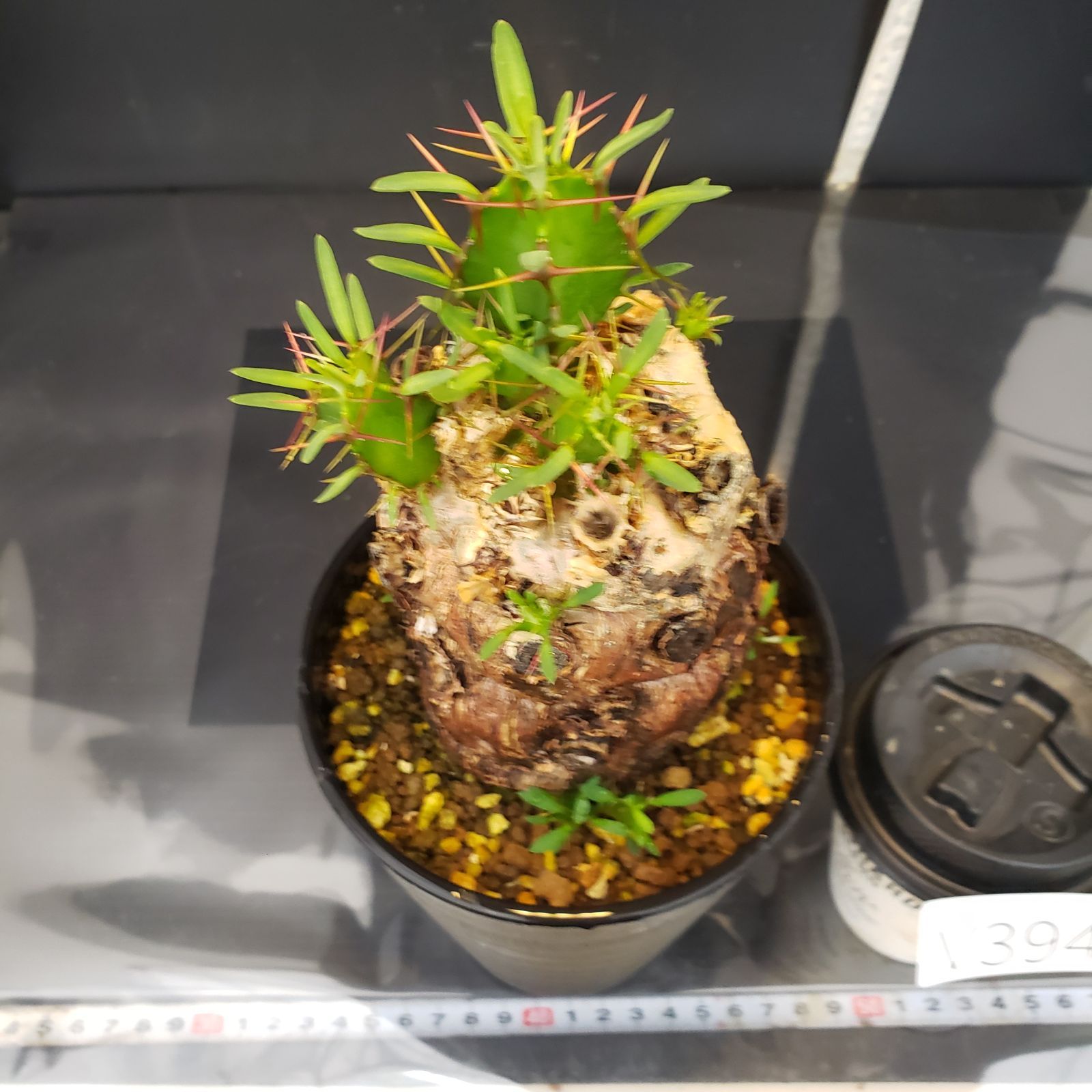 ね*]様 ユーフォルビア ムランジーナ 現地球 大株 葉有り 輸入即出品 11E 現品限り】ユーフォルビア・ムランジーナ 現地株 発根済み 長期