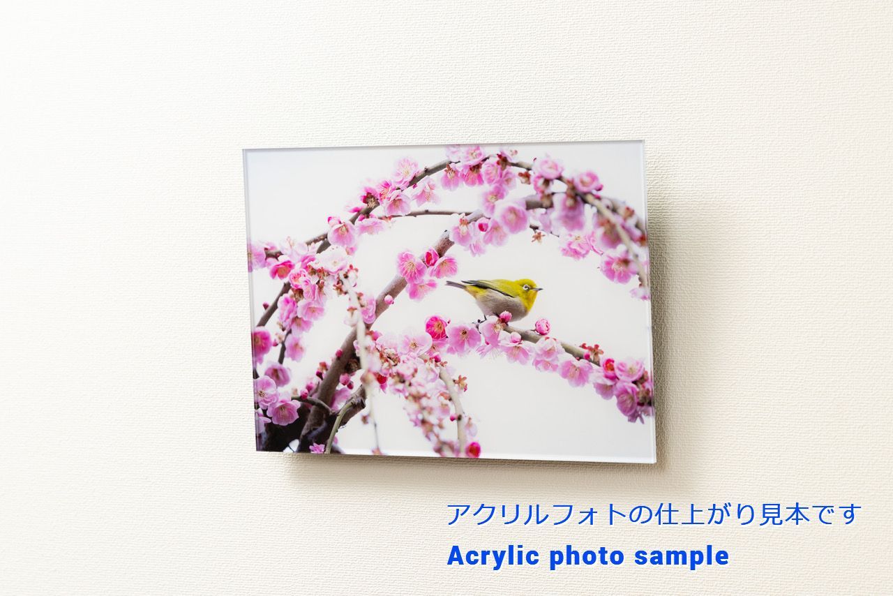 メジロと梅花の舞｜中村年孝