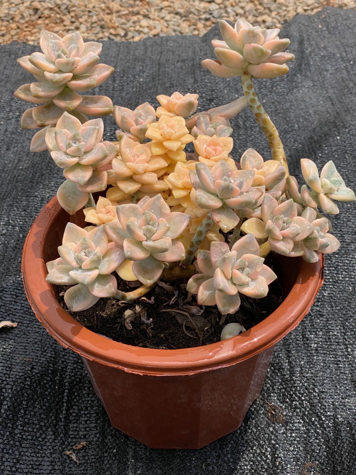 多肉植物 ティデュバンス錦 抜き苗 - メルカリ