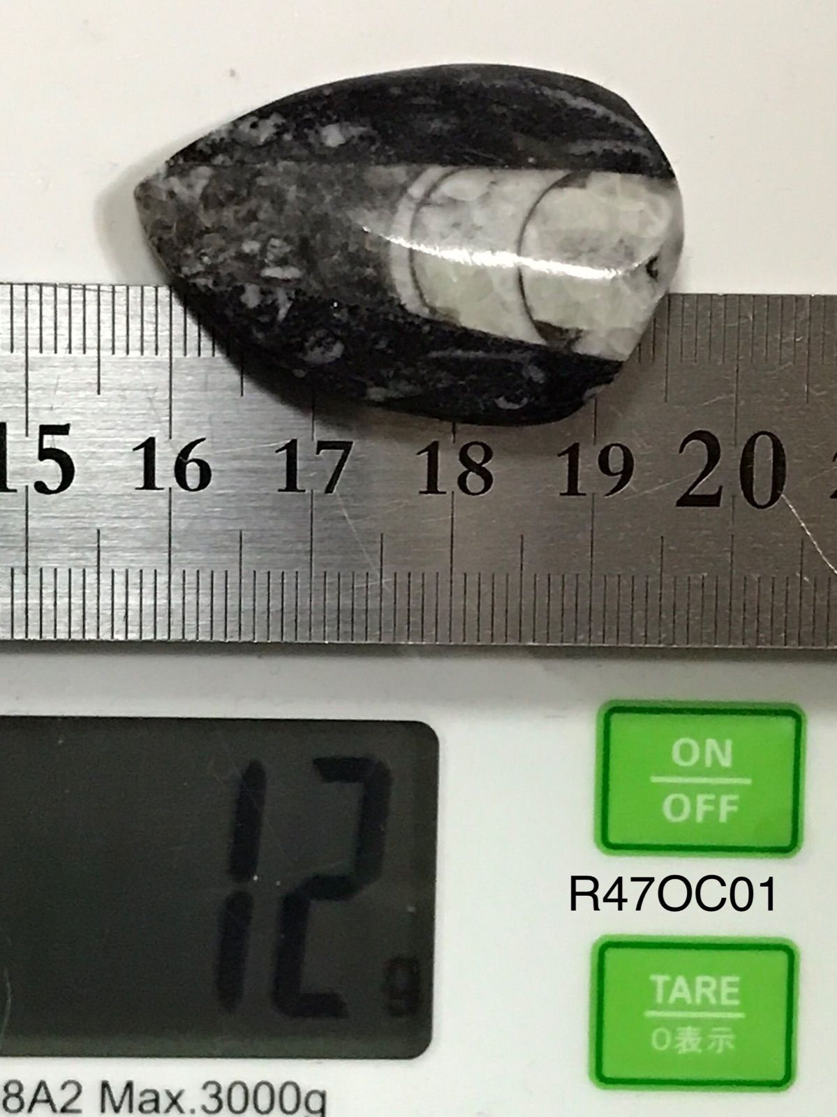 ◇モロッコ産【オルソセラス/直角貝】古生代デボン紀/約5億〜2億