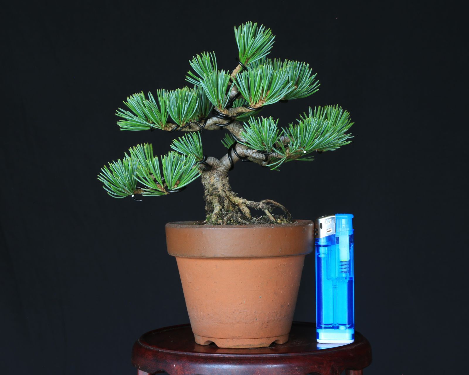 盆栽鉢 グリーン