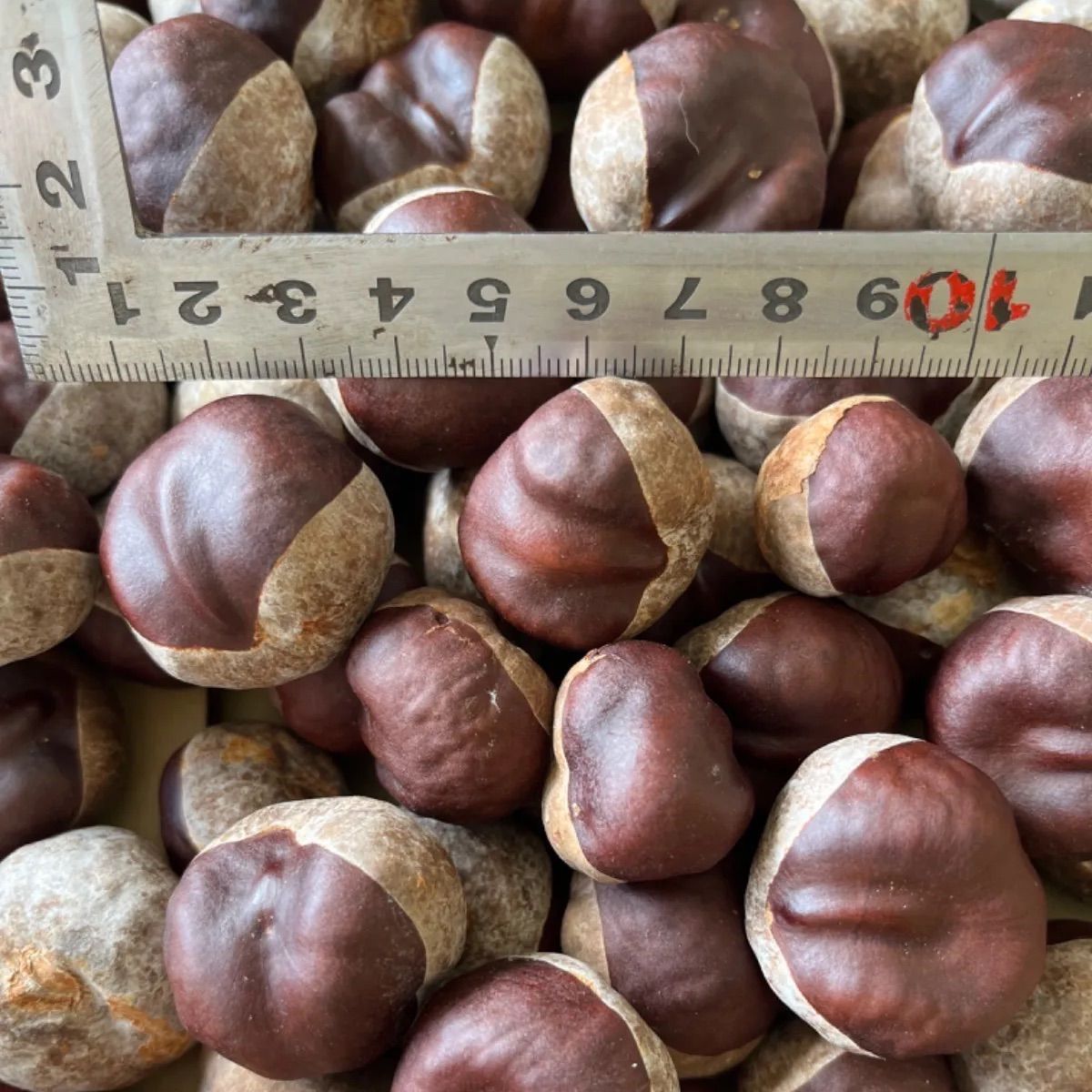 令和5年産 栃の実 中〜小100個＊乾燥済＊ハンドメイドに - メルカリ