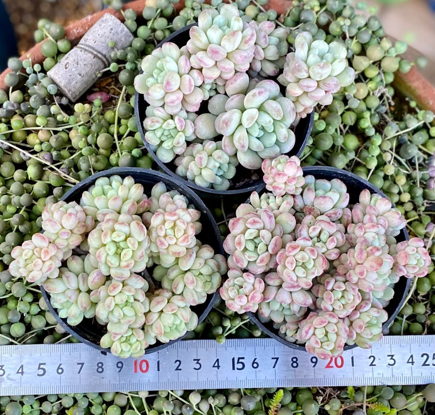 パールビーン萌豆 大群生根付き 韓国苗 多肉植物 - メルカリ