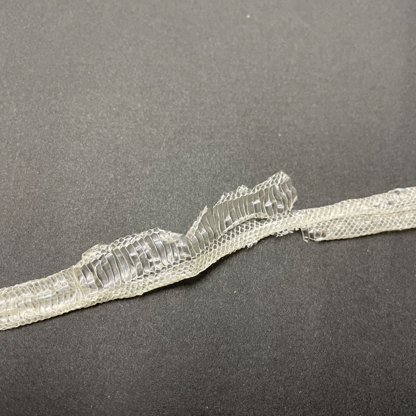 白蛇抜け殻 幼蛇 2匹分セット 開運 縁起物 子宝 ヘビの抜け殻 S