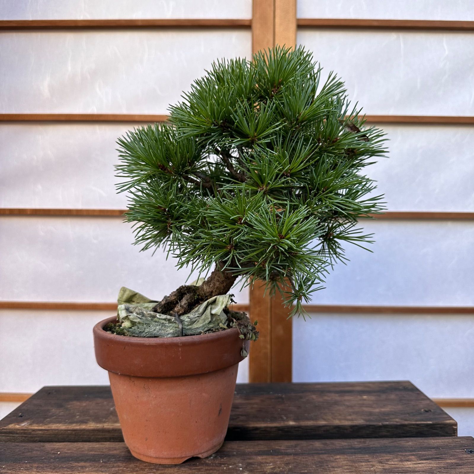 大品 超貴重 瑞祥 五葉松 樹齢50年以上 レア！ 【黒松/赤松/真柏