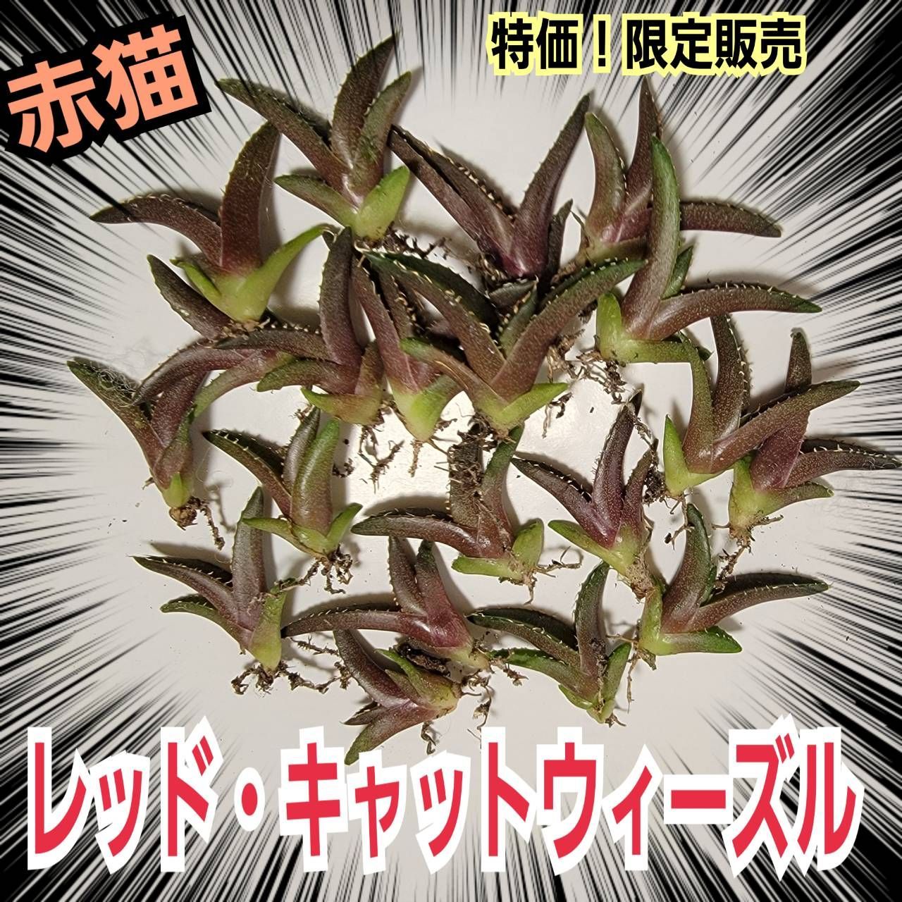 3株セット】アガベ チタノタ レッドキャットウィーズル ゴリ猫 3株セット】アガベ チタノタ レッドキャットウィーズル ゴリ猫