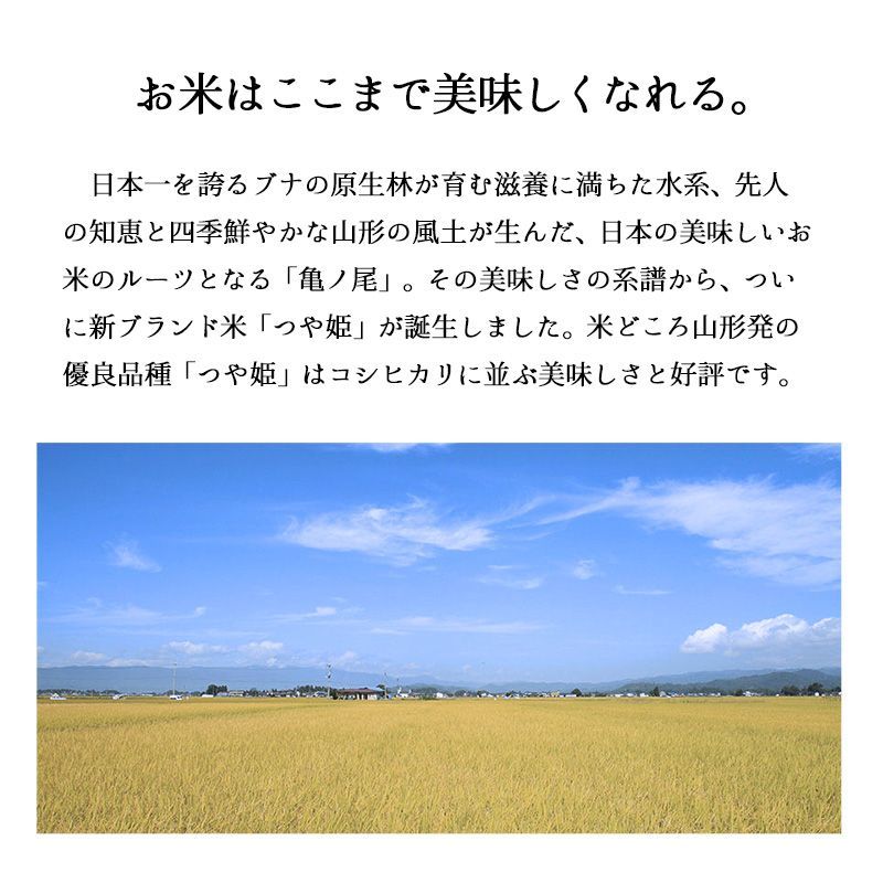 新米 山形県産つや姫5kg お米 令和6年産 白米