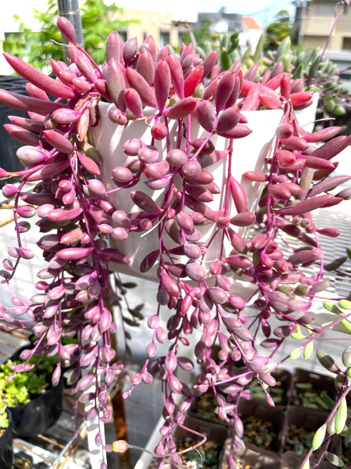 ☆ルビーネックレス☆多肉植物☆紅葉時ルビー色☆寄せ植え☆ - メルカリ