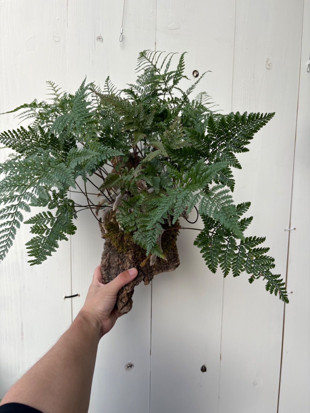 ハンギングプランツ