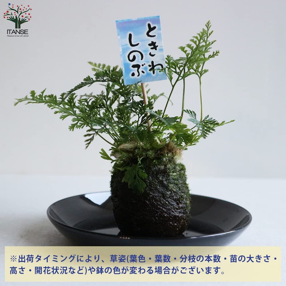 シダ植物 品種不明 トキワシノブ？ 高価値 - 観葉植物