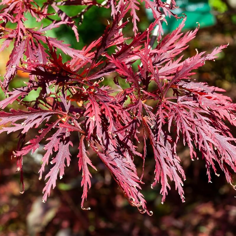 ♥ ＩＴＡＮＳＥ モミジ レッドドラゴン 4号 1個売り 品種で選べる花木苗 学名 Acer palmatum Red Dragon|ムクロジ科カエデ属 耐寒性落葉中低木|別名 西洋もみじ 紅葉 楓 0
