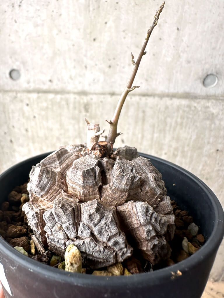 現品限り】アフリカ亀甲竜【AF27】 Dioscorea elephantipes