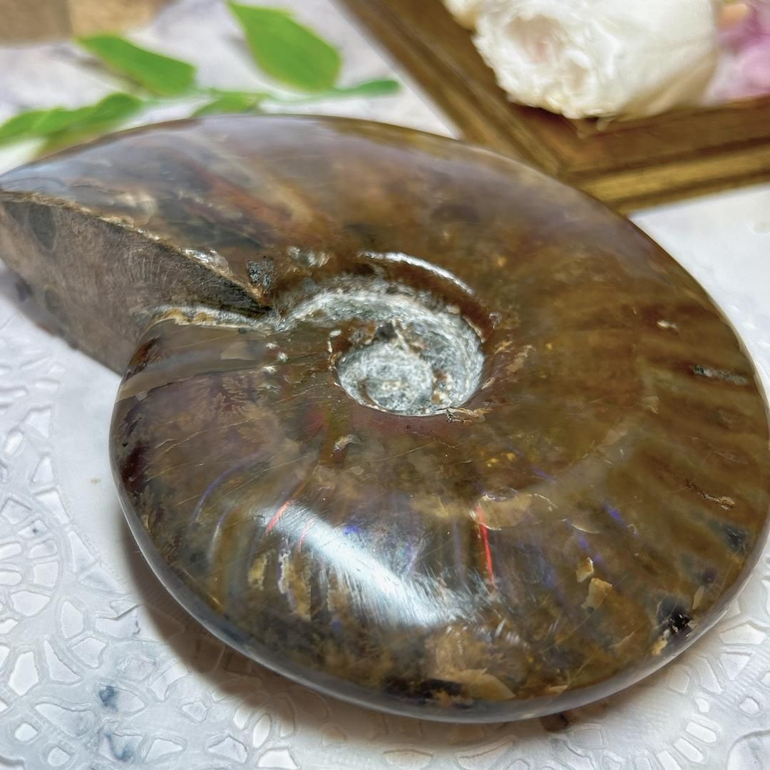 E9487】レッドファイヤー＊アンモナイト＊化石＊マダガスカル＊化石＊