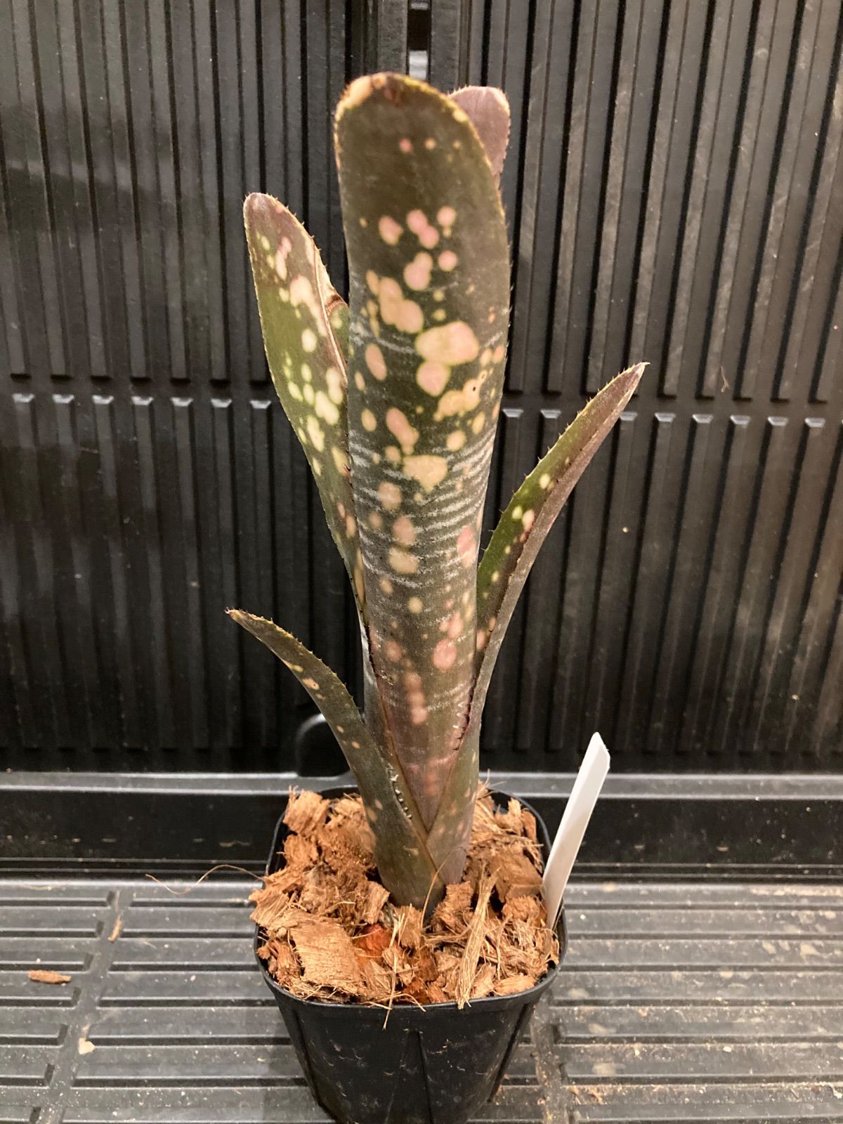 Billbergia