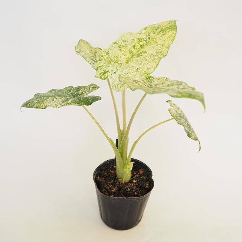 ＩＴＡＮＳＥ アロカシア オドラ バリエガータ 3号 2個セット 品種で選べる観葉植物 学名 Alocasia odora Variegata サトイモ科アロカシア属 常緑多年草 別名 クワズイモ 斑入り●緑葉に不規則に入る白やクリーム色の斑が特