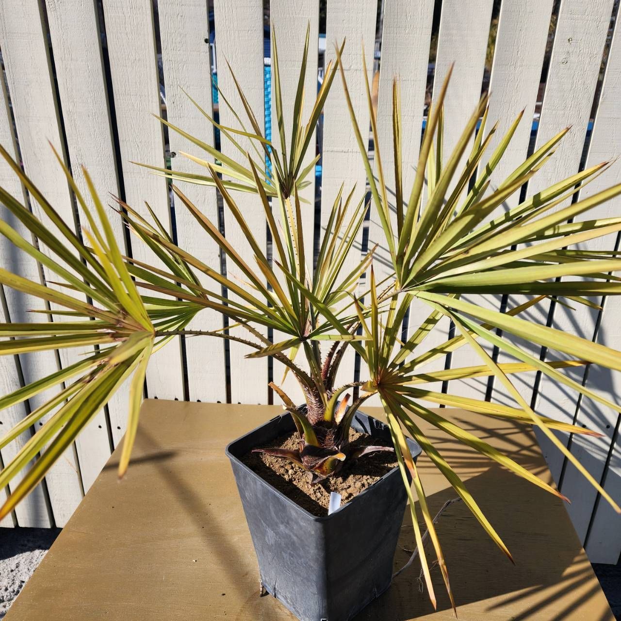 リボンヤシ 8号 入荷希望続出】【鉢ごと発送】 8号鉢 リボンヤシ Livistona decora